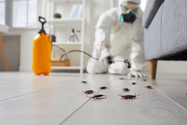 Commercial Kitchen Cockroach Control in Radium Springs